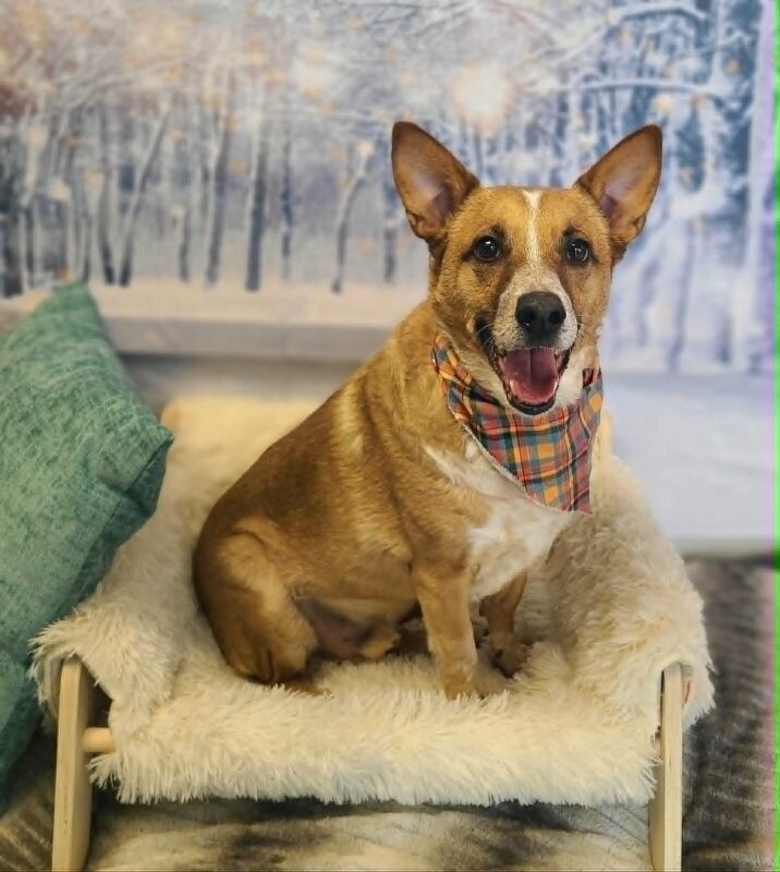 Picture of the Animal Listed